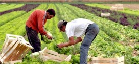 التساقطات المطرية الأخيرة تبشر بموسم فلاحي واعد