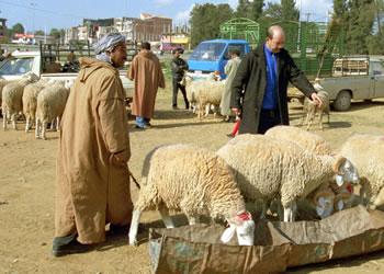 عيد الأضحى بتطوان مناسبة دينية لترسيخ قيم التضحية والعطف على الفقراء