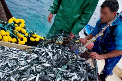 تراجع مفرغات الصيد البحري بميناء طنجة بنسبة 25% خلال يناير الماضي