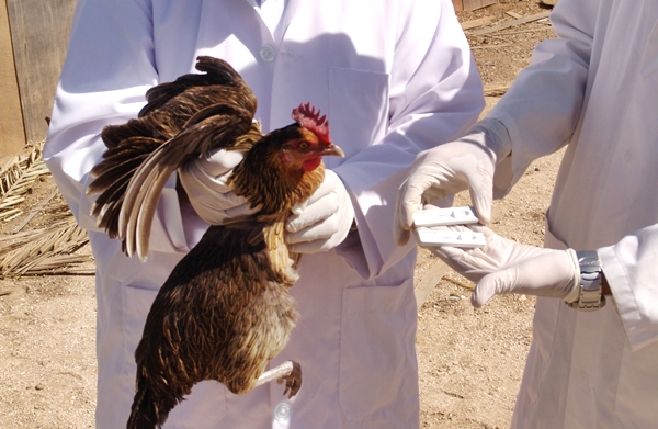 منظمة الصحة العالمية تحذر المغرب من إنفلونزا الطيور