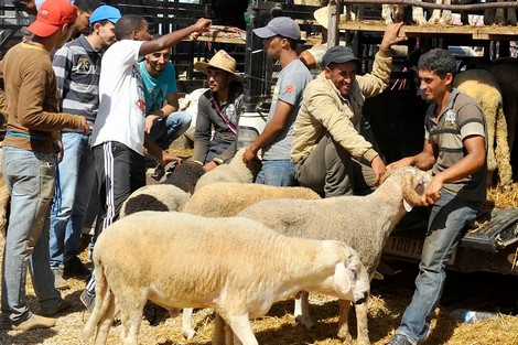 عدد رؤوس المواشي المعدة للذبح خلال عيد الأضحى المقبل يبلغ 3 ملايين رأس