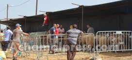 وزارة الفلاحة: عرض الأضاحي يفوق الطلب والحالة الصحية للقطيع مطمئنة