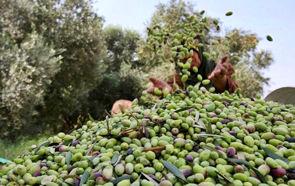 إنتاج الزيتون يسجل رقما قياسيا خلال الموسم الفلاحي الحالي