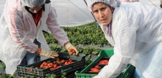 جمعيات تحذر عاملات الفراولة المغربيات المتوجهات إلى إسبانيا من فخ الدعارة