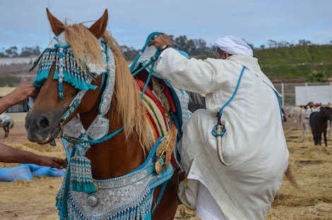 “البرادع” التقليدية في شفشاون .. رائحة الأجداد وصهوات الطرقات