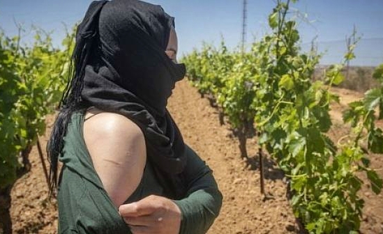 10 عاملات مغربيات في حقول الفراولة بإسبانيا يرفعن شكاوى بتحرشات جنسية