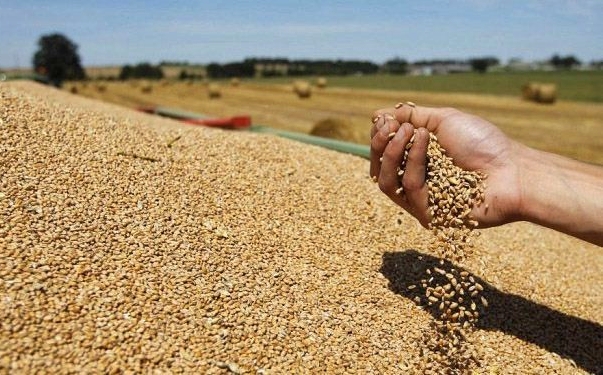توقعات بإنتاج 44 مليون قنطار من الحبوب بالمغرب خلال موسم 2024-2025