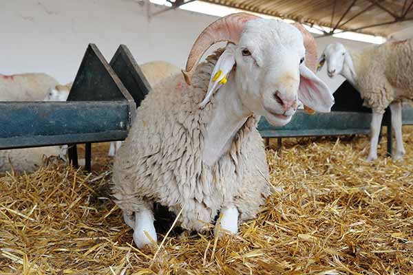المكتب الوطني للسلامة الصحية يوصي المواطنين بالحفاظ على “حلقة” العيد