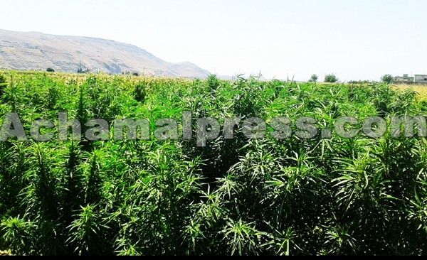 هذه شروط الحصول على رخصة لزراعة ‘الكيف’ بشمال المغرب