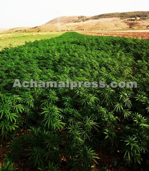 تقرير يسجل تقلص مساحات زراعة “الحشيش” شمال المغرب