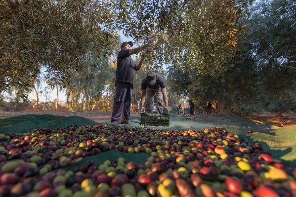 غرس حوالي 20 ألف هكتار إضافية من أشجار الزيتون بإقليم الدريوش