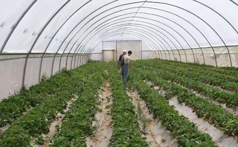 الفرقة الوطنية للجمارك تترصد بيوتا بلاستيكية مسرطنة بجهة الشمال