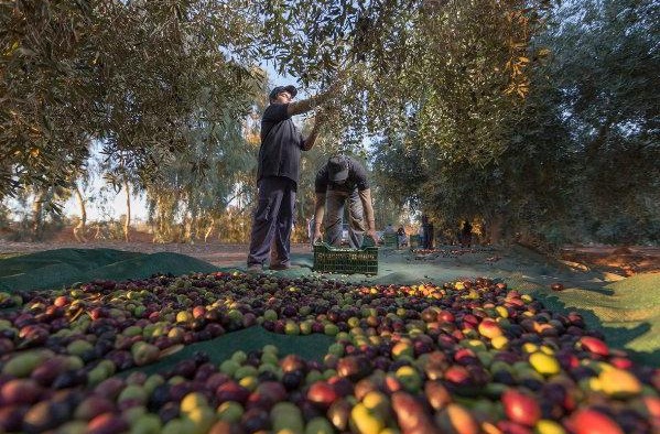 تكوين حوالي 30 تقنيا في مجال تحسين جودة زيت الزيتون بالعرائش
