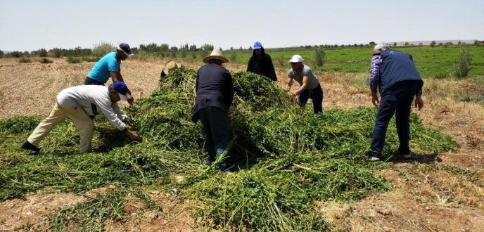إتلاف حقول النعناع “الفاسد” وتحرير محاضر في حق المخالفين