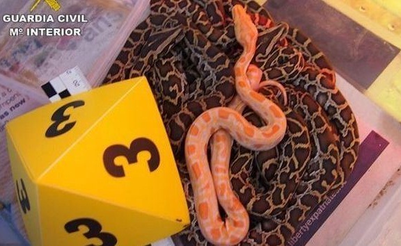 تفكيك شبكة دولية تنشط في تهريب الحيوانات النادرة من إسبانيا إلى المغرب