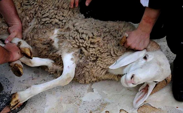 وزارة الداخلية تفرض تراخيص للجزارين وتدابير صحية لعملية ذبح أضاحي العيد