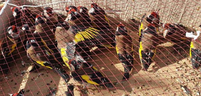 إطاحة شبكة باقليم شفشاون متخصصة في تهريب طائر “الحسون” إلى الجزائر
