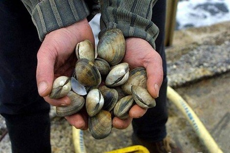 وزارة الصيد البحري تمنع جمع وتسويق الصدفيات بمنطقة “كابو نيغيرو” بمارتيل
