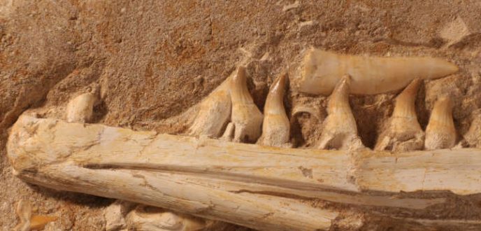 اكتشاف نوع جديد من السحالي البحرية في المغرب انقرض منذ ملايين السنين