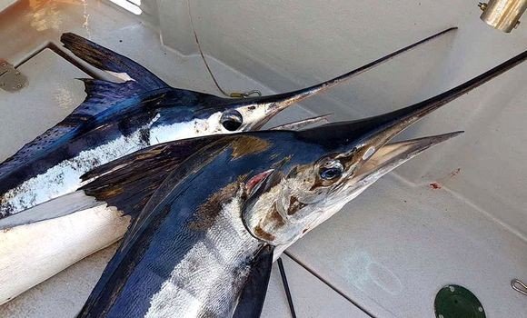 مندوبية الصيد البحري بطنجة تمنع صيد سمك “أبو سيف” خلال عيد الفطر