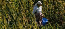 سلسلة القنب الهندي القانوني تطلق زخما تنمويا بالمناطق القروية لإقليم شفشاون