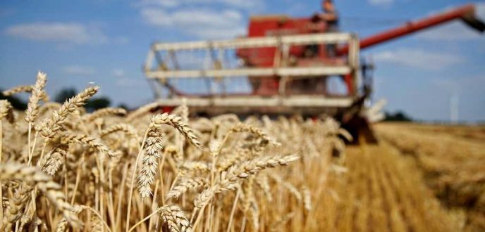 موسم الحبوب .. وزارة الفلاحة تعلن اتخاذ تدابير تحفيزية لتسويق المنتوج الوطني