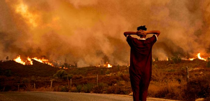 تسجيل انخفاض ملحوظ في عدد حرائق الغابات والمساحات المتضررة خلال سنة 2024