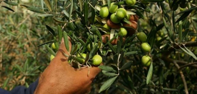 جهة طنجة.. زراعة 30 ألف هكتار بأشجار الزيتون ضمن استراتيجية الجيل الأخضر