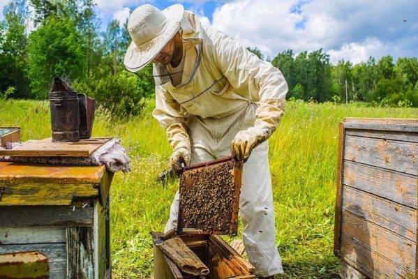 تخصيص 130 مليون درهما لدعم مربي النحل المتضررين من داء “الكَراد المدمر”