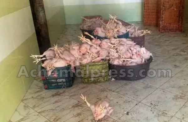 حجز 700 كلغ من الدجاج غير الصالح للاستخدام الآدمى في القصر الكبير