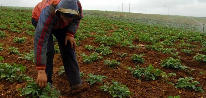 وزير الفلاحة: الأمطار الأخيرة كان لها تأثير مباشر على الزراعات