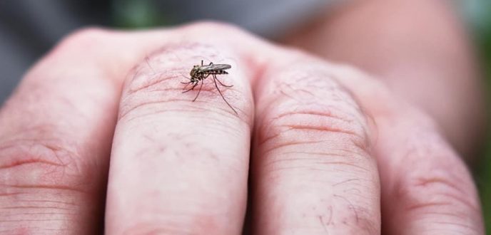 اجتماع عمل لبحث سبل الحد من انتشار البعوض بعمالة المضيق الفنيدق