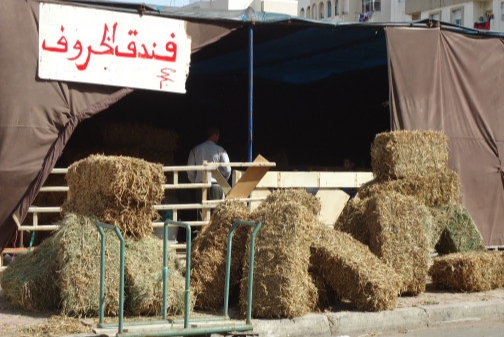 “فندق الخروف”.. خدمة عن قرب لفائدة زبناء في انتظار عيد الآضحى