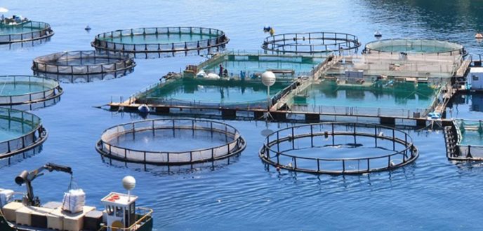 قطاع تربية الأحياء البحرية بالمغرب يضم 60 مزرعة