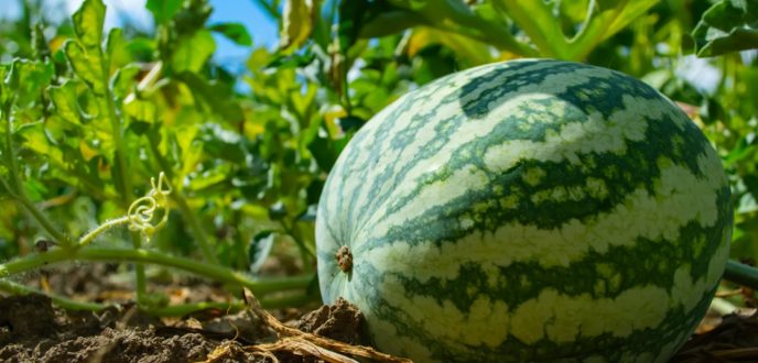 حقوق الانسان يدعو إلى التخلي عن الزراعات الموجه للتصدير والمستنزفة للماء