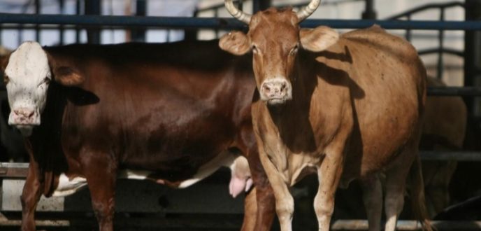 طنجة المتوسط.. عملية استيراد العجول متواصلة بوتيرة جيدة لتزويد السوق الوطنية