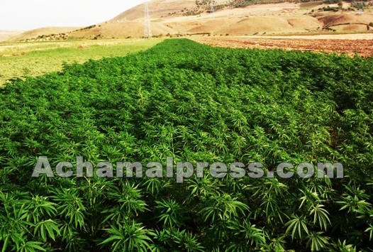 ورشة عمل بشفشاون للتدقيق في الترتيبات الفعلية لانطلاق موسم زراعة القنب الهندي المقنن