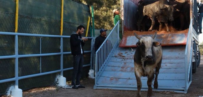 حقوقيون يحذرون الحكومة من تهديد الصحة العامة بسبب الأبقار البرازيلية