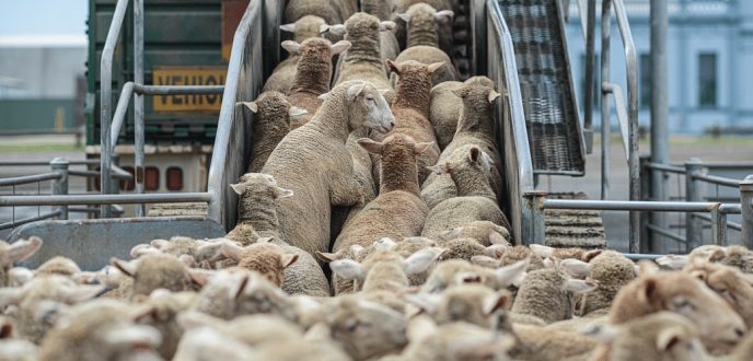 تسجيل طلبات استيراد الأغنام إلى غاية 5 أبريل الجاري