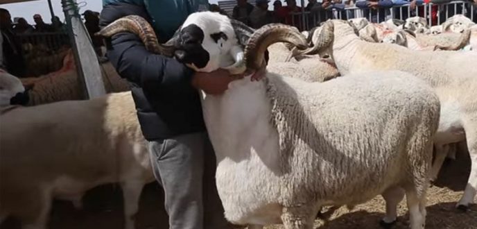 الصردي.. خروف الشاوية الذي تسيد سوق الأضاحي بالمغرب