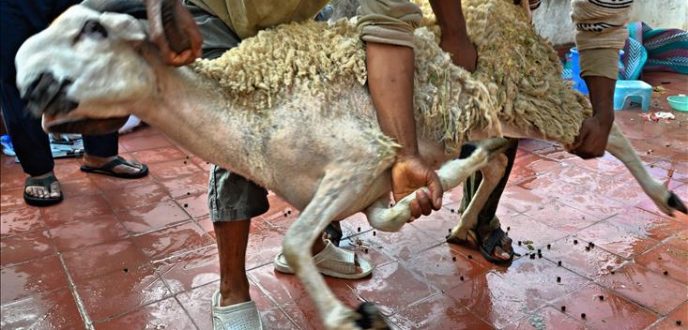 نحر الأضحية..”فوبيا الدم” اضطراب مجهول عند البعض يفسد فرحة العيد