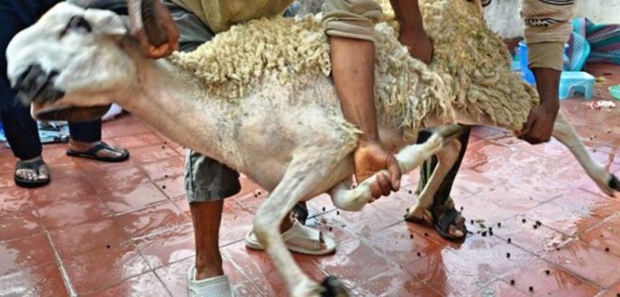 نصائح هامة من “أونسا” للمقبلين على شراء وذبح أضحية العيد
