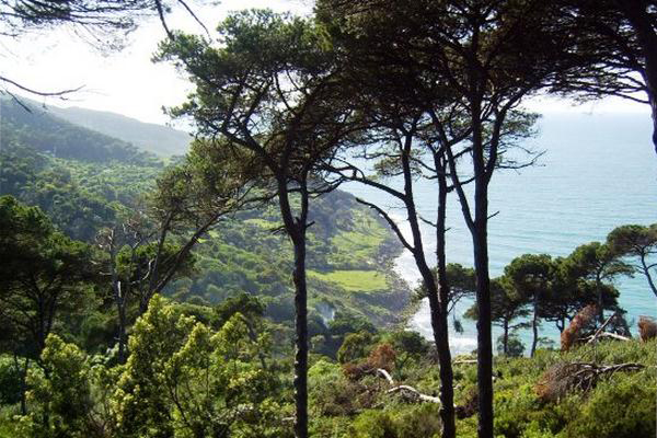 تخصيص 34,6 مليون درهم لتأهيل وحماية الغابات الحضرية بطنجة