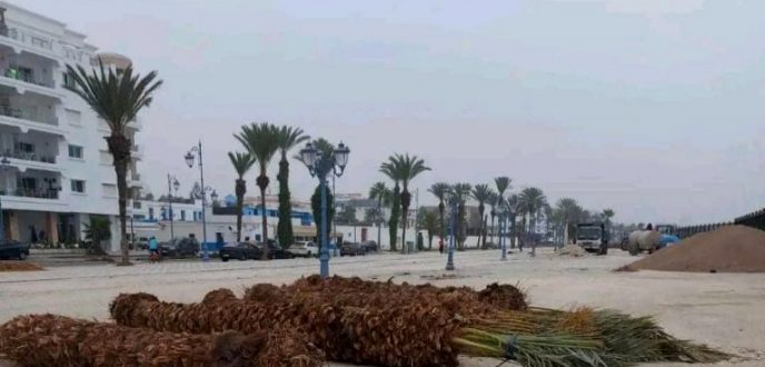 غرس 160 نخلة بكورنيش أصيلة يثير غضب نشطاء البيئة