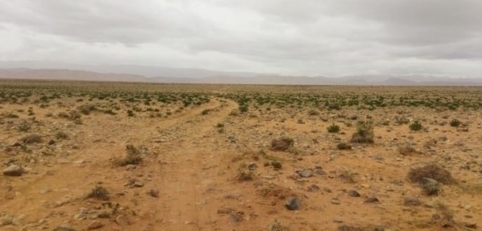 وزارة الداخلية تتصدى لمافيا السطو على الأراضي السلالية