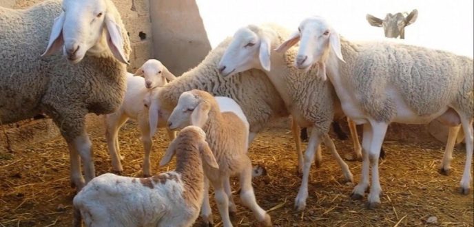 المغرب يمنع ذبح إناث الأغنام والماعز لحماية القطيع الوطني