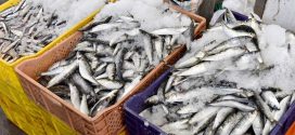 منع تصدير السردين المجمد لتعزيز تموين السوق الوطنية وضبط الأسعار