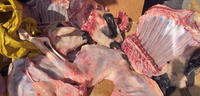 حجز لحوم فاسدة موجهة لأسواق طنجة