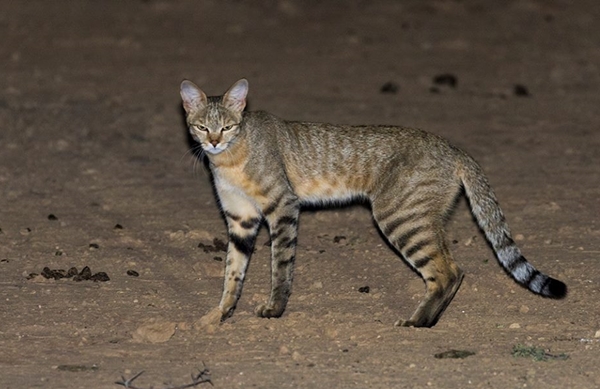 قط بري مفترس يقتحم منزلا بضواحي طنجة
