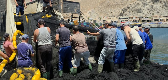 الحسيمة .. تجربة الشباك السينية للحد من خسائر أضرار دلفين “النيكرو”
